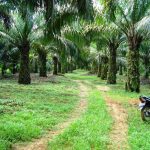 Team Leader Forest Campaigner Greenpeace Arie Rompas menyebutkan sekitar 29 persen dari total luas perkebunan kelapa sawit di Indonesia hanya dikuasai oleh 10 perusahaan. Ilustrasi disediakan redaksi.